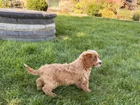 Frank, a male Cockapoo and Cavalier King Charles Spaniel for sale in Nappanee, IN – 10 of 10