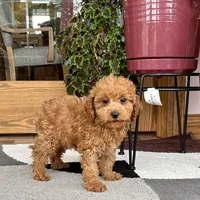 Gina F1b, a female Cavapoo for sale in Nappanee, IN – Photo 2 of 7