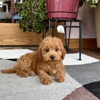 Gina F1b, a female Cavapoo for sale in Nappanee, IN – Photo 3 of 7