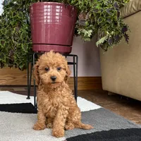 Gina F1b, a female Cavapoo for sale in Nappanee, IN – Photo 4 of 7