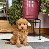 Gina F1b, a female Cavapoo for sale in Nappanee, IN – Photo 6 of 7