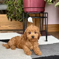 Gina F1b, a female Cavapoo for sale in Nappanee, IN – Photo 7 of 7