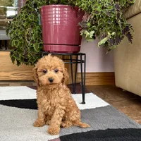Gina F1b, a female Cavapoo for sale in Nappanee, IN – Photo 5 of 7