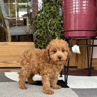 Gina F1b, a female Cavapoo for sale in Nappanee, IN – Photo 1 of 7