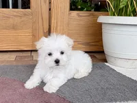 Marsh , a male Maltese for sale in Nappanee, IN – 5 of 8