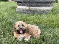 Gloria , a female Lhasa Apso for sale in Nappanee, IN – 7 of 10