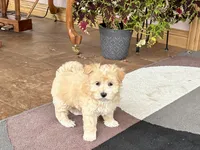 Timmy, a male Maltipoo for sale in Nappanee, IN – 8 of 10