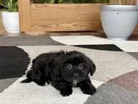 Jane , a female Lhasa Apso and Maltese for sale in Nappanee, IN – 7 of 8