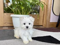 Shellie, a female Maltese for sale in Nappanee, IN – 9 of 9