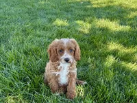 Frank, a male Cockapoo and Cavalier King Charles Spaniel for sale in Nappanee, IN – 2 of 10
