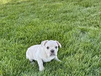 Corey , a male French Bulldog for sale in Nappanee, IN – 2 of 10