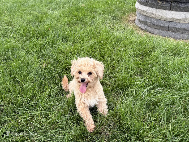 Tiny 2  – Maltipoo puppy for sale in Nappanee, IN