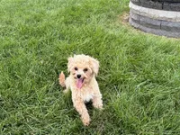 Tiny 2 , a male Maltipoo for sale in Nappanee, IN – 4 of 9