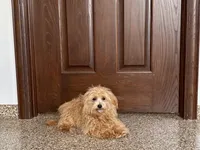 Marshmallow, a male Maltipoo for sale in Nappanee, IN – 4 of 7