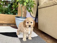 Lonnie, a male Cockapoo for sale in Nappanee, IN – 4 of 7