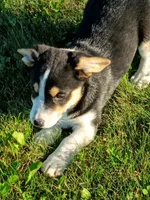 Corgi/Jack Russell , a male Jack Russell Terrier and Pembroke Welsh Corgi for sale in Nappanee, IN – 3 of 6