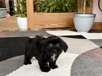 Jane , a female Lhasa Apso and Maltese for sale in Nappanee, IN – 2 of 8