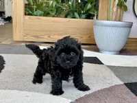 Sherry, a female Havapoo for sale in Nappanee, IN – 5 of 8