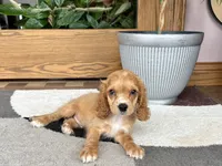 Greg , a male Cavapoo and Cockapoo for sale in Nappanee, IN – 3 of 8