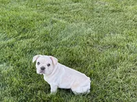 Corey , a male French Bulldog for sale in Nappanee, IN – 7 of 10