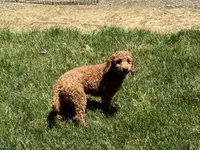 Leanne F1b, a female Cockapoo for sale in Nappanee, IN – 5 of 7