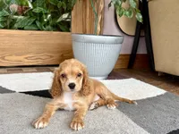Greg , a male Cavapoo and Cockapoo for sale in Nappanee, IN – 8 of 8