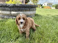 Lisa F1b, a female Cockapoo for sale in Nappanee, IN – 6 of 9