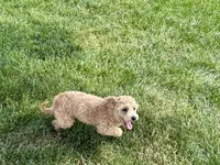 Pooton , a female Coton de Tulear and Poodle - Toy  for sale in Nappanee, IN – 3 of 4