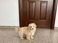 Layla , a female Maltese and Poodle - Toy  for sale in Nappanee, IN – Photo 4 of 4