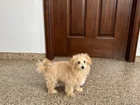 Layla , a female Maltese and Poodle - Toy  for sale in Nappanee, IN – Photo 1 of 4