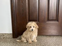 Layla , a female Maltese and Poodle - Toy  for sale in Nappanee, IN – Photo 3 of 4