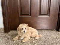 Layla , a female Maltese and Poodle - Toy  for sale in Nappanee, IN – Photo 2 of 4