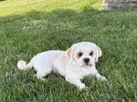 Beau, a male Lhasa Apso for sale in Nappanee, IN – 6 of 10