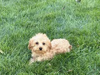 Wesley F1b mini , a male Cavapoo for sale in Nappanee, IN – 6 of 9