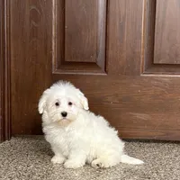 Cotton , a male Coton de Tulear for sale in Nappanee, IN – Photo 2 of 9