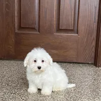 Cotton , a male Coton de Tulear for sale in Nappanee, IN – Photo 7 of 9