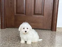 Cotton , a male Coton de Tulear for sale in Nappanee, IN – Photo 7 of 9