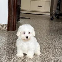 Cotton , a male Coton de Tulear for sale in Nappanee, IN – Photo 1 of 9