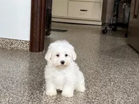 Cotton , a male Coton de Tulear for sale in Nappanee, IN – Photo 1 of 9