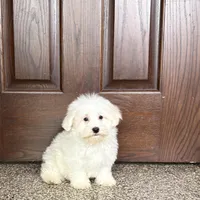 Cotton , a male Coton de Tulear for sale in Nappanee, IN – Photo 8 of 9