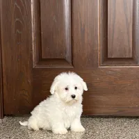 Cotton , a male Coton de Tulear for sale in Nappanee, IN – Photo 6 of 9