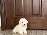 Cotton , a male Coton de Tulear for sale in Nappanee, IN – Photo 6 of 9