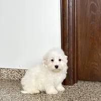 Cotton , a male Coton de Tulear for sale in Nappanee, IN – Photo 4 of 9
