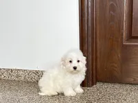 Cotton , a male Coton de Tulear for sale in Nappanee, IN – Photo 4 of 9