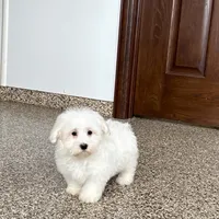 Cotton , a male Coton de Tulear for sale in Nappanee, IN – Photo 9 of 9
