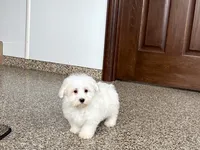 Cotton , a male Coton de Tulear for sale in Nappanee, IN – Photo 9 of 9