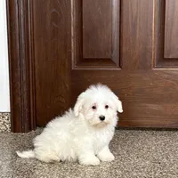 Cotton , a male Coton de Tulear for sale in Nappanee, IN – Photo 3 of 9