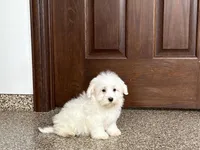 Cotton , a male Coton de Tulear for sale in Nappanee, IN – Photo 3 of 9