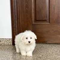 Cotton , a male Coton de Tulear for sale in Nappanee, IN – Photo 5 of 9
