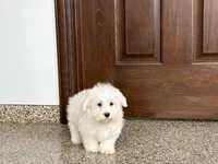 Cotton , a male Coton de Tulear for sale in Nappanee, IN – Photo 5 of 9